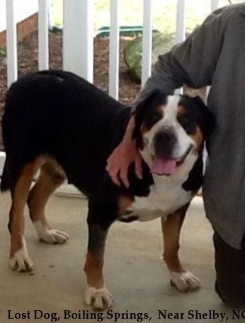 Lost Dog, Boiling Springs,  Near Shelby, NC, 28151